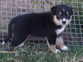 Puppy 5